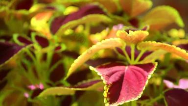 锦紫苏植物叶子平移镜头